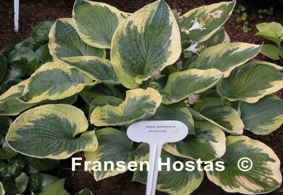 Hosta Mike Shadrack